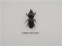 藏品(金龜科(三)及黑豔蟲科)的圖片